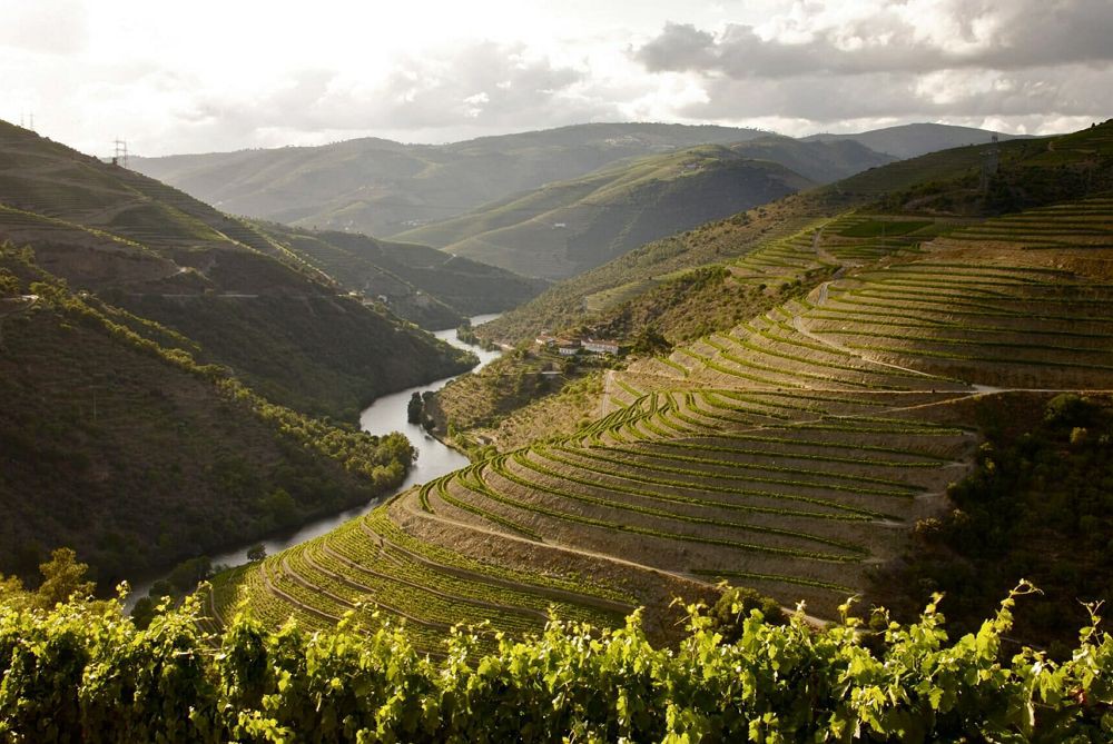 The Fladgate Partnership abre seis “hotéis” para insetos nas quintas do Douro