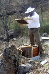 Referência da apicultura
