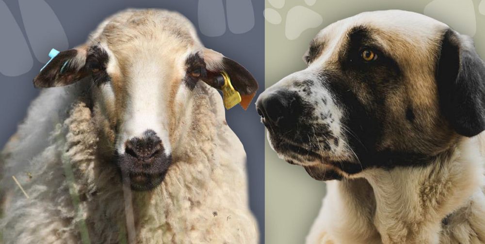 Miranda promove concurso de ovinos mirandeses e do Cão de Gado Transmontano