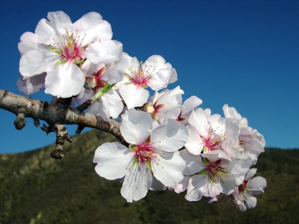 Amendoeiras em flor animam Vila Flor