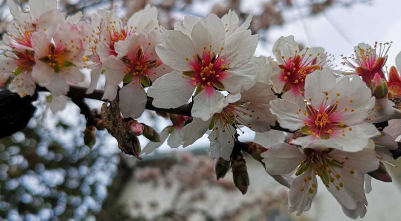 Festividades das amendoeiras em flor arrancam no fim de semana