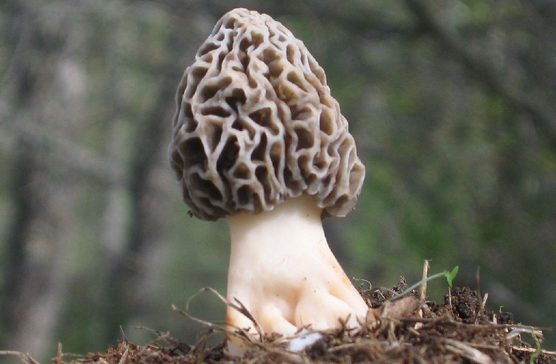 Apanha de cogumelos silvestres atrasada no Nordeste Transmontano