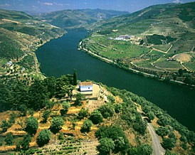 17 Km entre a vinha e o rio do Douro