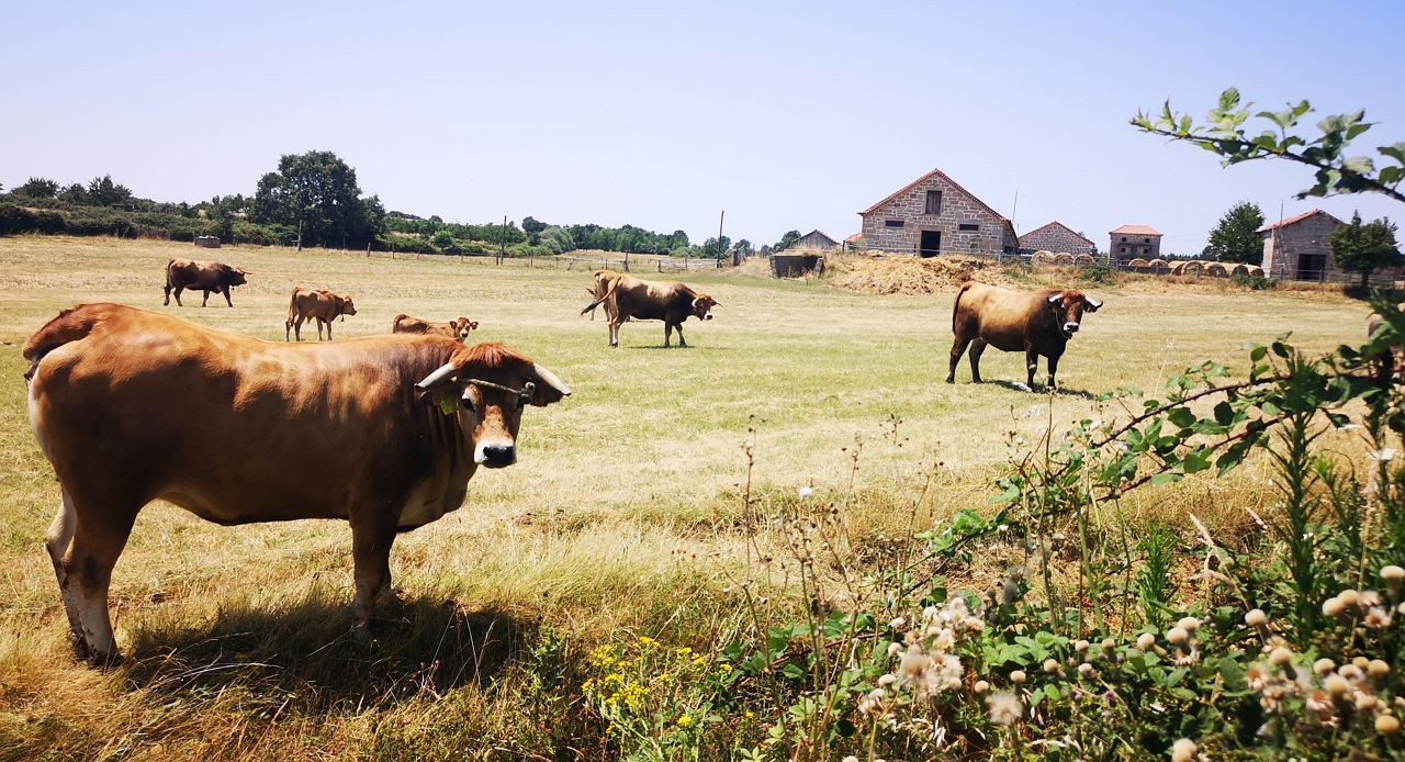 Centro de Melhoramento de Raças Autóctones pronto em 2023