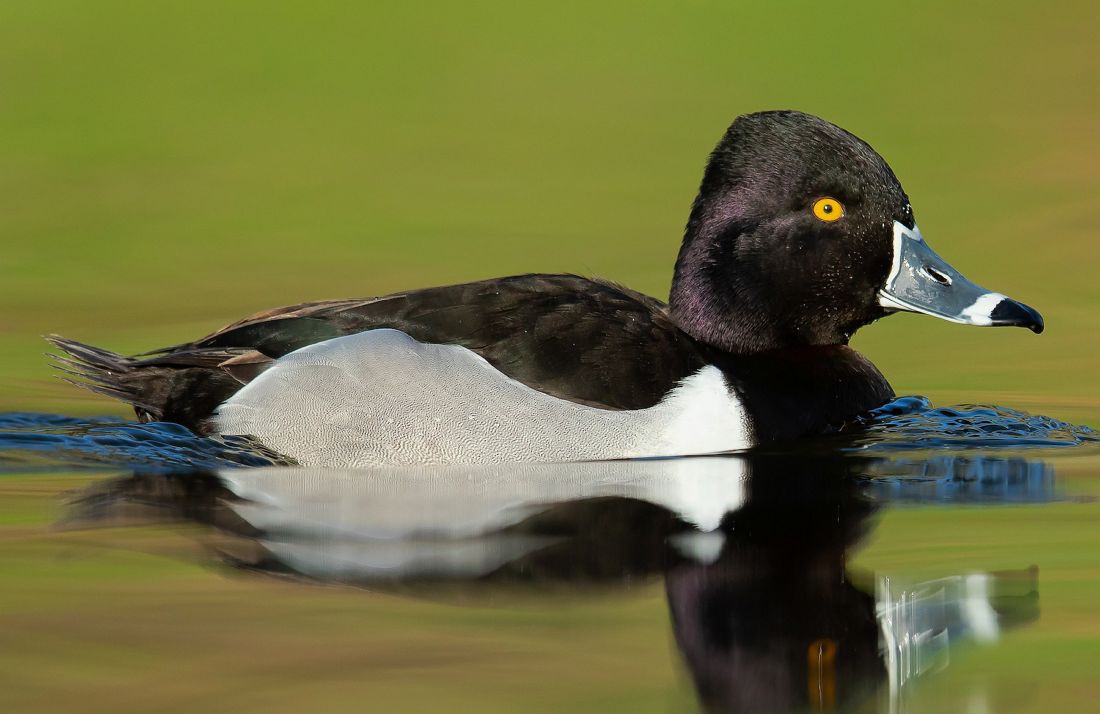 Ave rara avistada no Parque Natural Regional do Vale do Tua