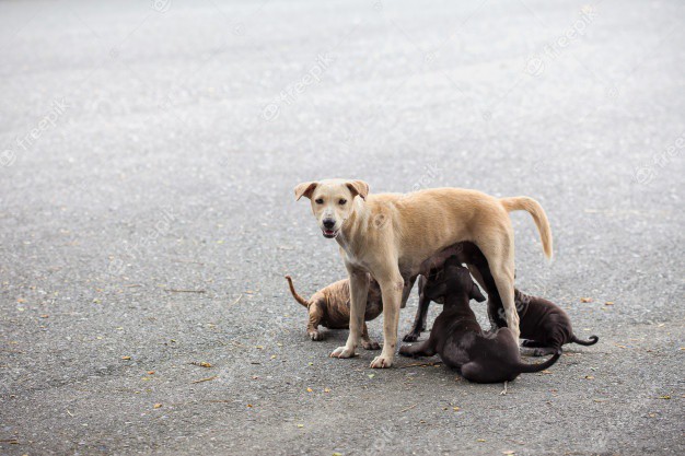 Câmara anunciou a criação de um centro de recolha oficial de animais