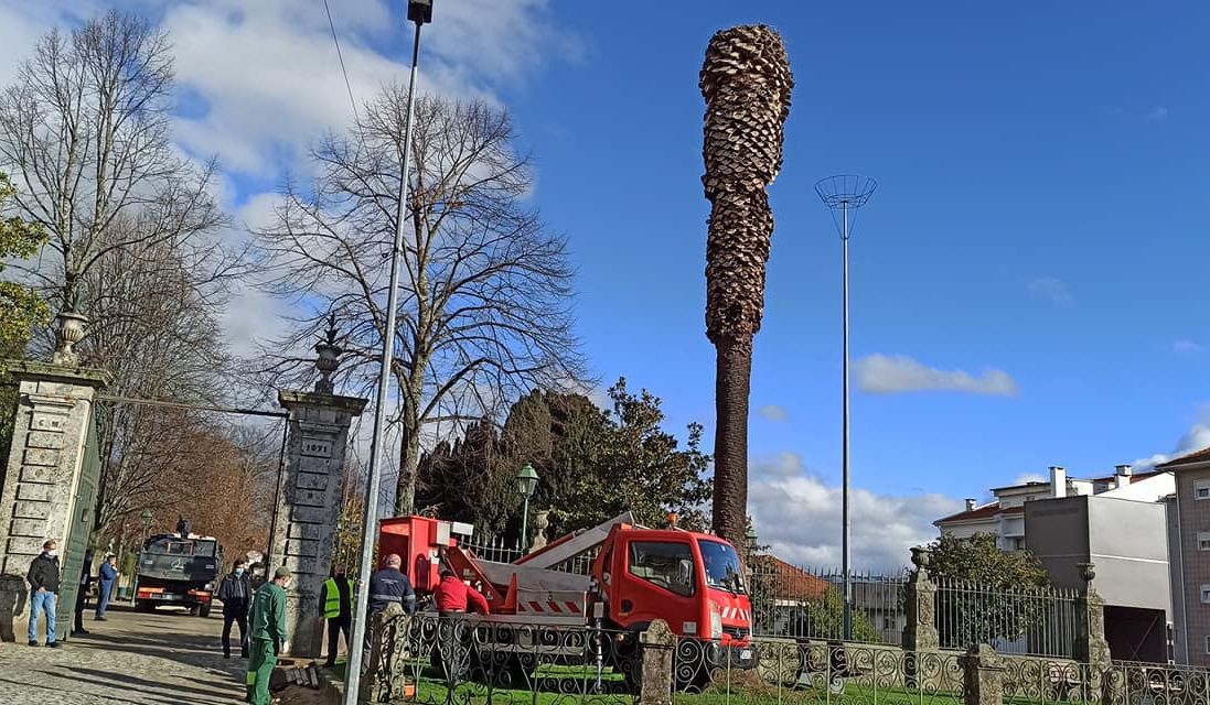 Mudança do único ninho de cegonha para abate de árvore doente mobiliza Vila Real