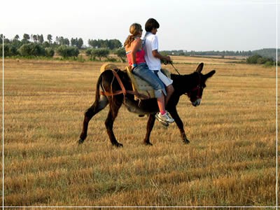 Desfile de burros mirandeses