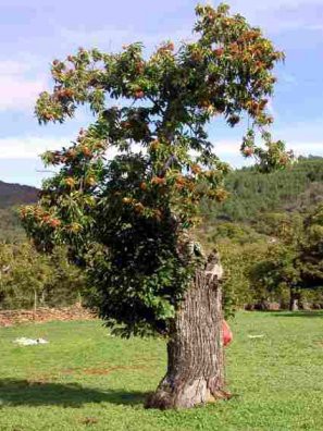 Produção de castanha cai a pique