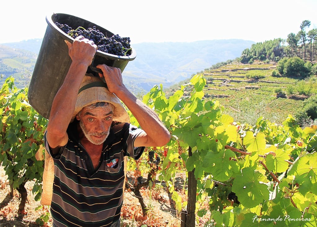 Viticultores do Douro queixam-se de quebras acentuadas nos rendimentos em 20 anos