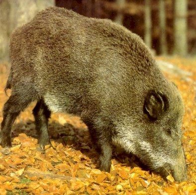 Garantir a segurança alimentar