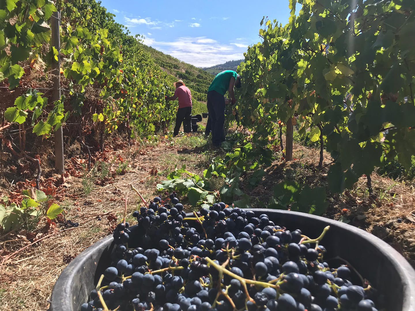 Aumentos “brutais” podem acelerar abandono de vinhas no Douro