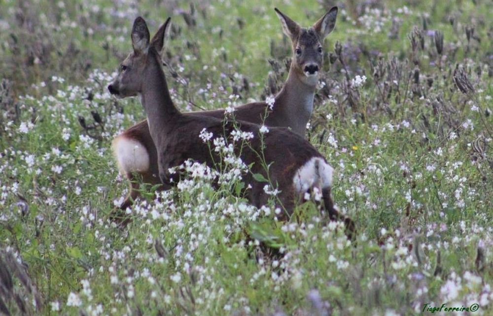 UTAD organiza encontro científico para debater a fauna selvagem ibérica