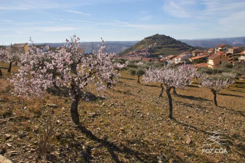 Foz Côa vai investir 250 mil euros nas festividades da Amendoeira em Flor