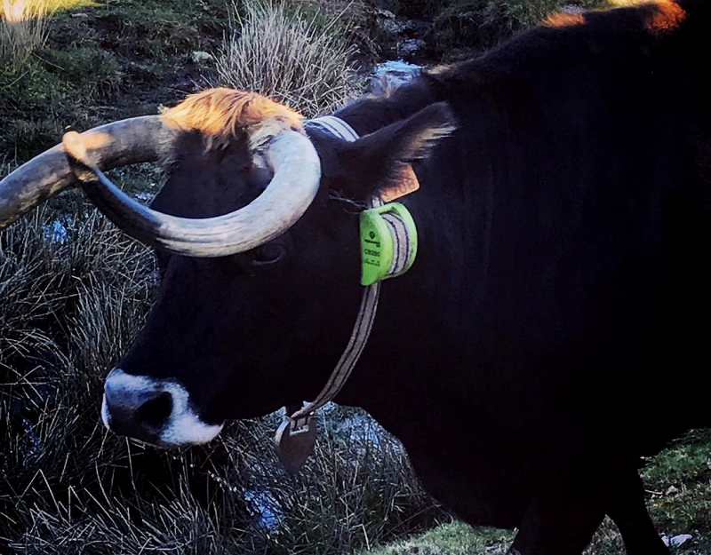 Falta de rede na serra do Alvão dificulta uso de coleiras GPS nas vacas