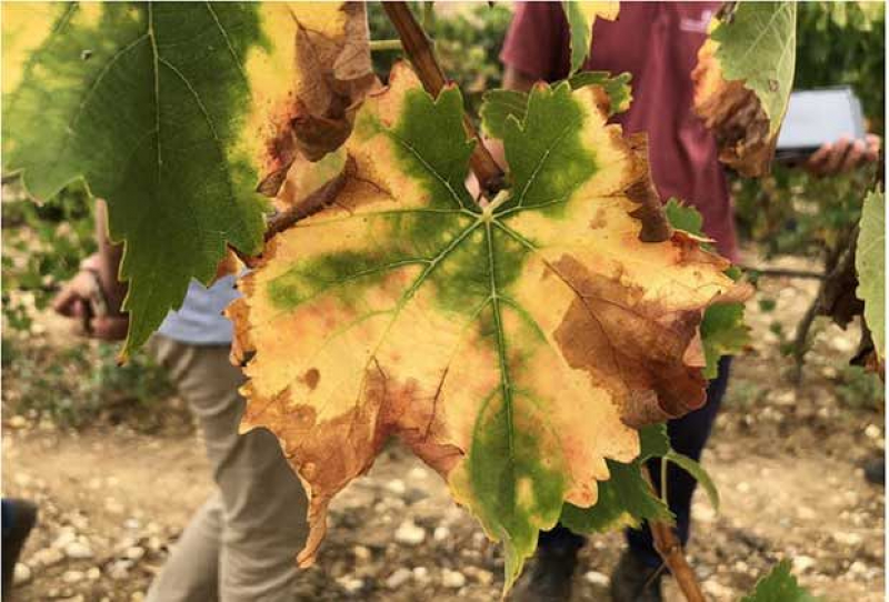 Alijó pede mais fiscalização e sensibilização para a bactéria 'Xylella fastidiosa'