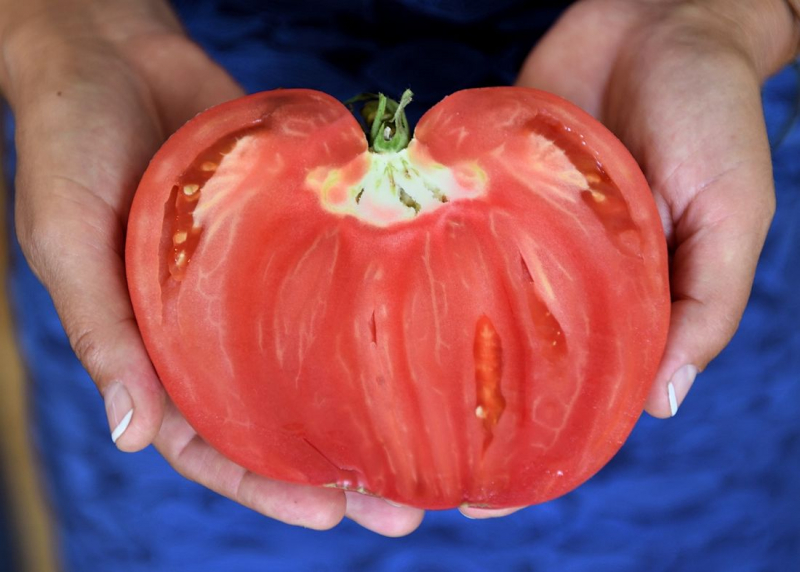 Douro quer valorizar tomate coração de boi da sementeira à mesa