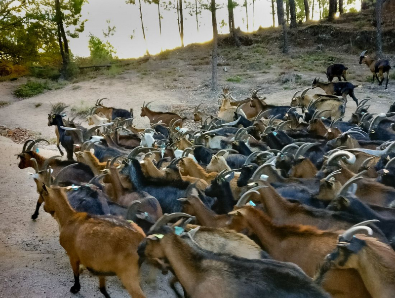 Associação desafia ao apadrinhamento de cabras para manter vezeira em Montalegre