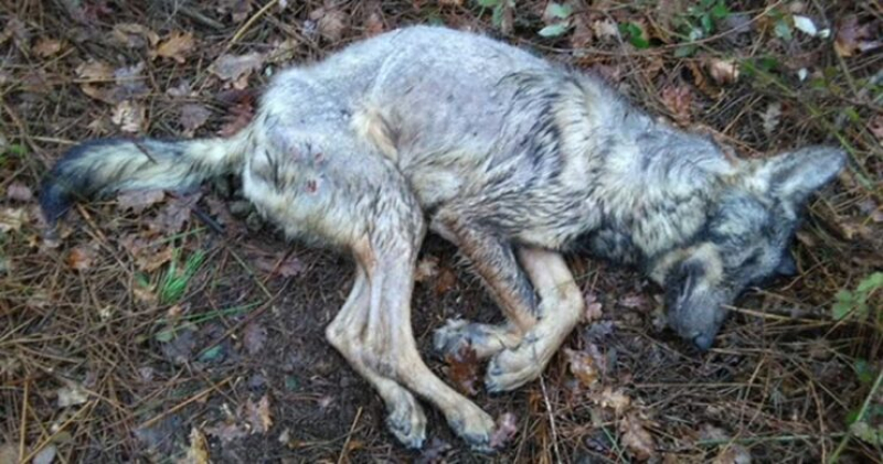 Dois lobos-ibéricos encontrados hoje mortos no Gerês