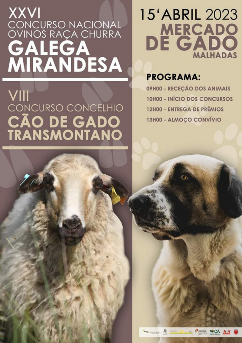 Município promove concurso nacional de ovinos de raça churra mirandesa