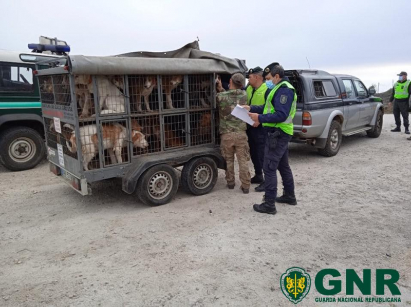 GNR detetada 11 infrações no transporte de animais vivos