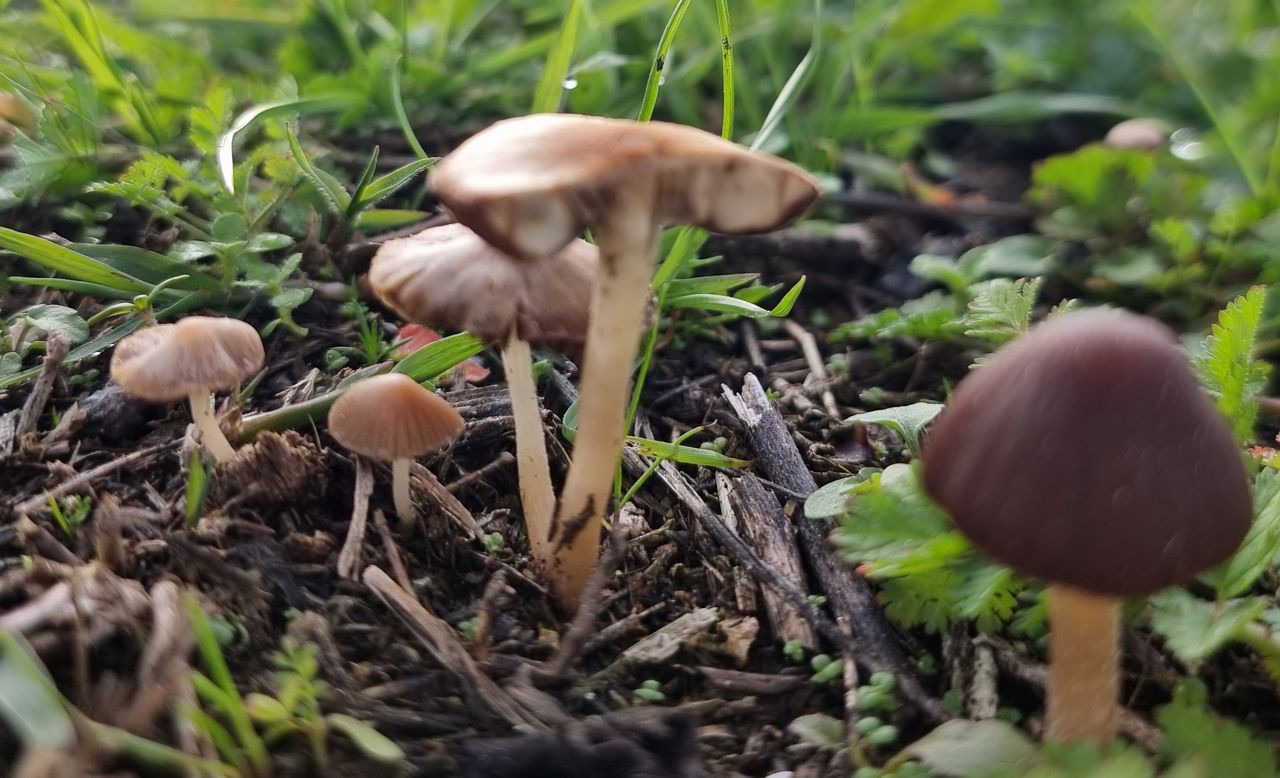 Associação A Pantorra já identificou 600 espécies de cogumelos silvestres