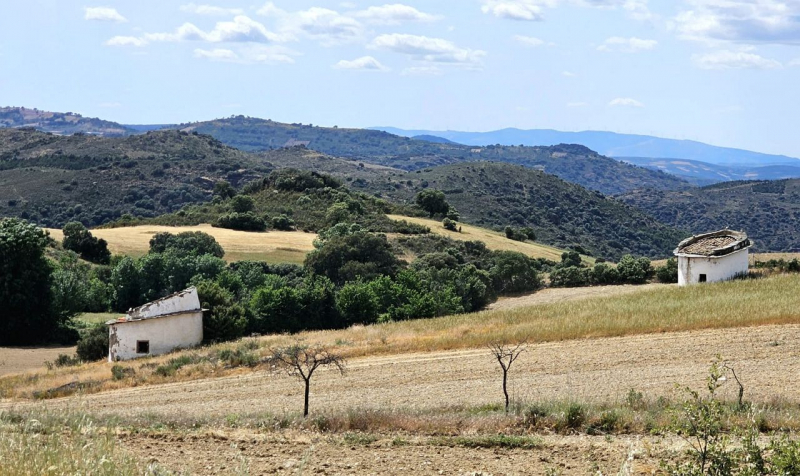 Amendoal, olival e sobreiros ameaçados na região transmontana devido à seca