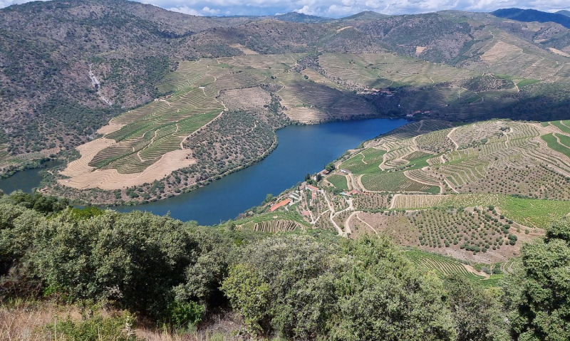 Produtores vitivinícolas de Foz Côa desolados após intempérie que destruiu produção