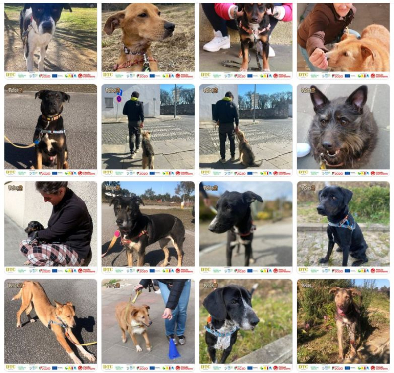 Projeto “Pelos 2” ajuda a reabilitar reclusos e cães abandonados em Vila Real