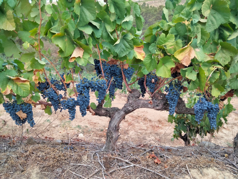 Viticultores contra corte no benefício de vinho do Porto pedem uva a preço justo