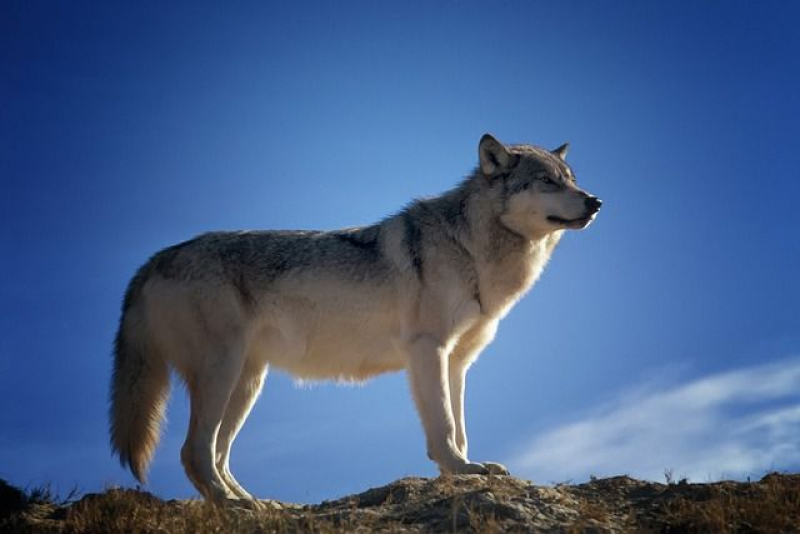 Zero alerta que lobo-ibérico “será descartável” no projeto da mina em Montalegre