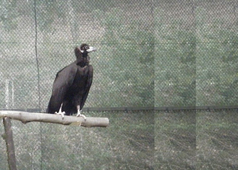 UTAD vai ‘libertar’ abutre-preto nas Arribas do Douro Internacional