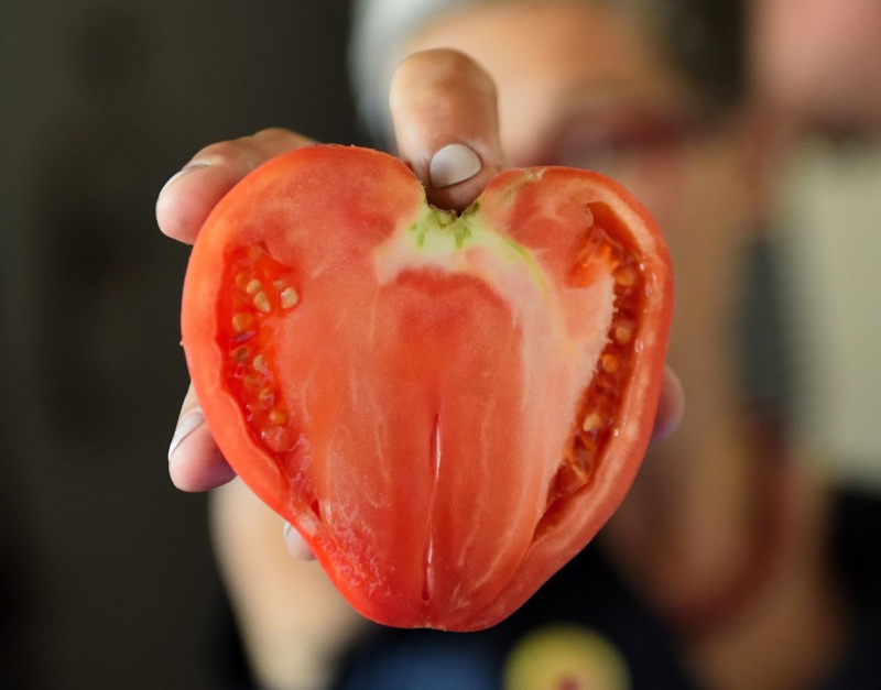 Tomate coração de boi é protagonista de festa que se espalha pelo Douro em agosto