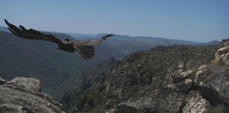 Segundo abutre-preto devolvido à natureza no Douro Internacional