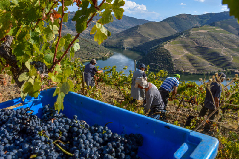 Preço da uva e viticultores “rejeitados” por operadores são preocupações no Douro