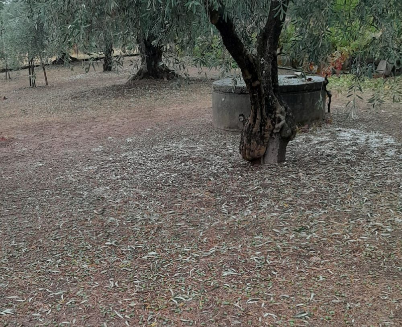 Em Valpaços contabilizam-se os estragos do granizo que dizimou olival e vinha