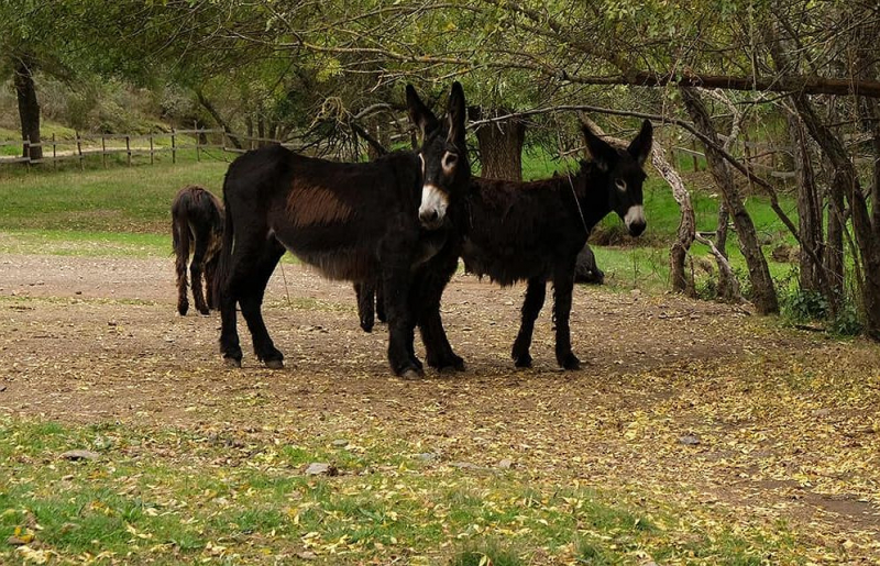 Santuário do Naso acolhe concurso nacional do burro mirandês