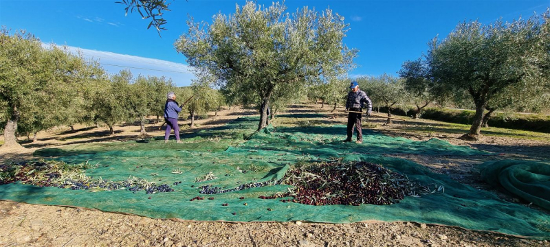 Cooperativa de Valpaços prevê prejuízo de 1,5ME na colheita de azeitona
