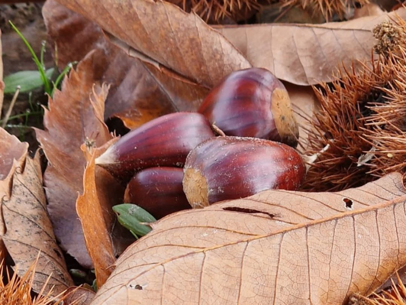 Governo não apoia produtores de castanha transmontanos por ser matéria segurável