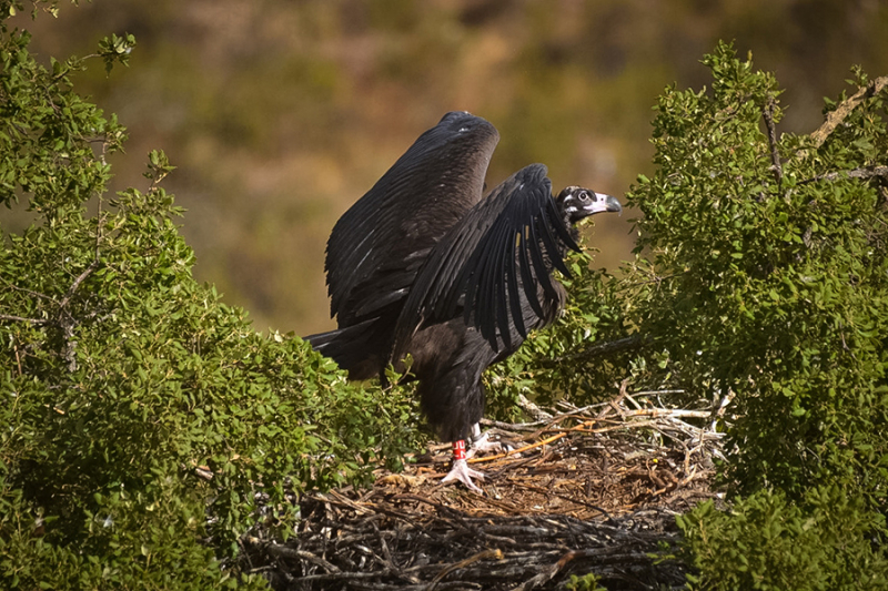 Novos ninhos artificiais no Douro Internacional para aumentar colónia de abutre-preto