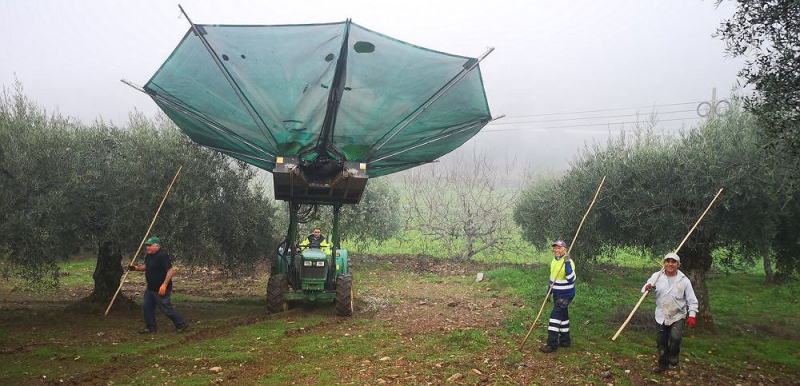 Há dois anos que a colheita de azeitona cai em Valpaços e preocupa agricultores