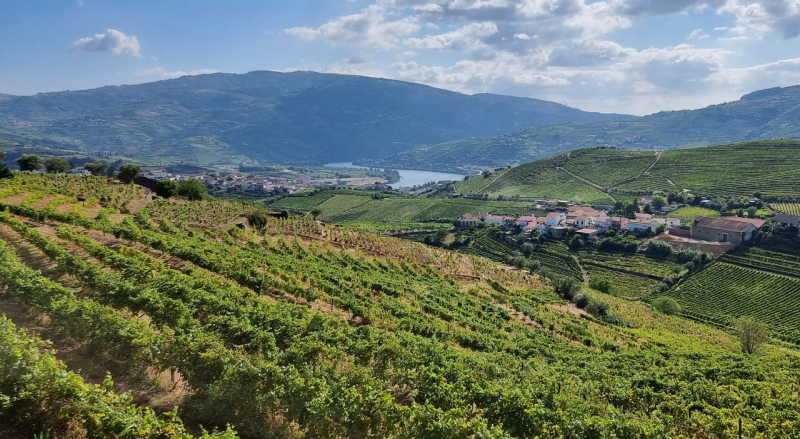 Medidas propostas para o Douro incluem destilação de excedentes para aguardente
