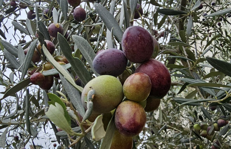 INE prevê que produção de azeitona suba 20% este ano