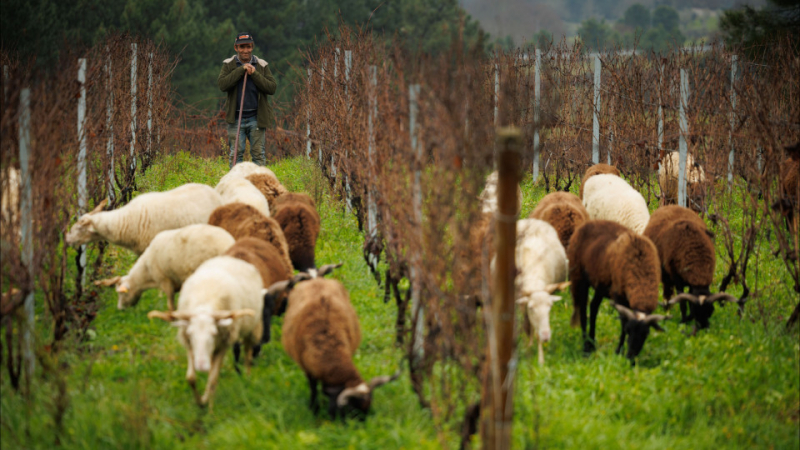 Ovelhas limpam vinha no Douro mas preservam vegetação que ajuda a reter água