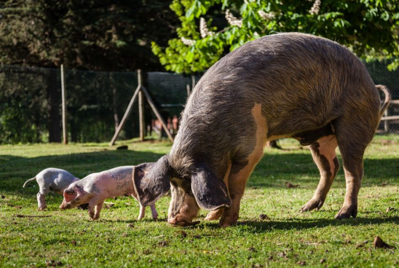 Município de Vinhais apoiou produtores de fumeiro com 50 animais