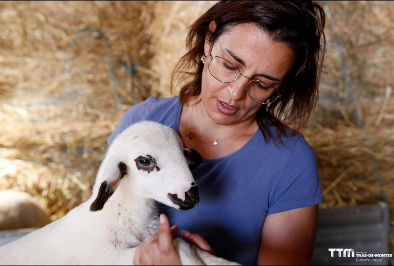 Ataques de lobo junto a aldeias do Douro Internacional deixam pastores apreensivos