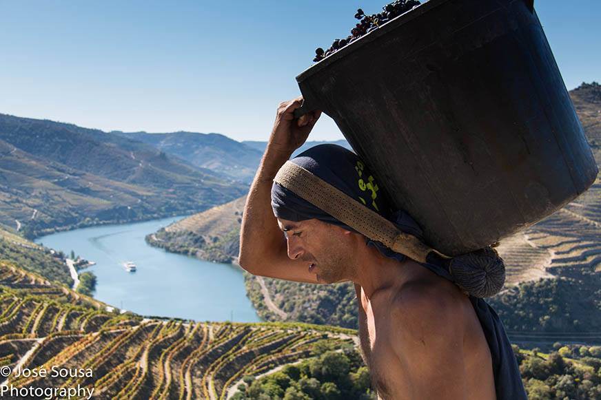 Douro dá o arranque às vindimas em ano “tranquilo” e de aumento de produção