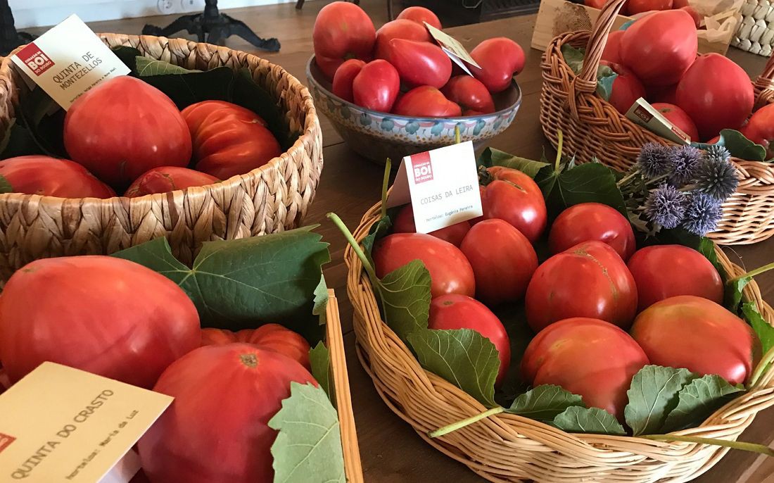 Tomate coração de boi é cada vez mais aposta no Douro