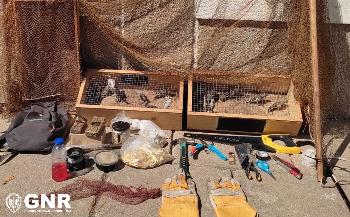 GNR deteve duas pessoas por captura ilegal de aves