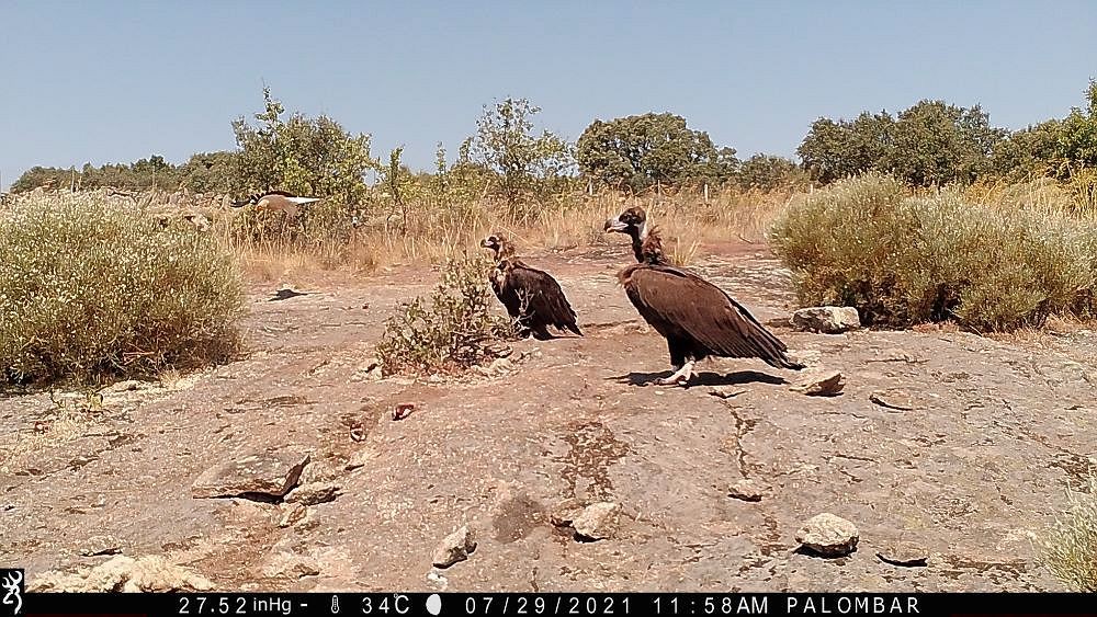 Cria de abutre-preto nascida no Douro Internacional de regresso à área protegida